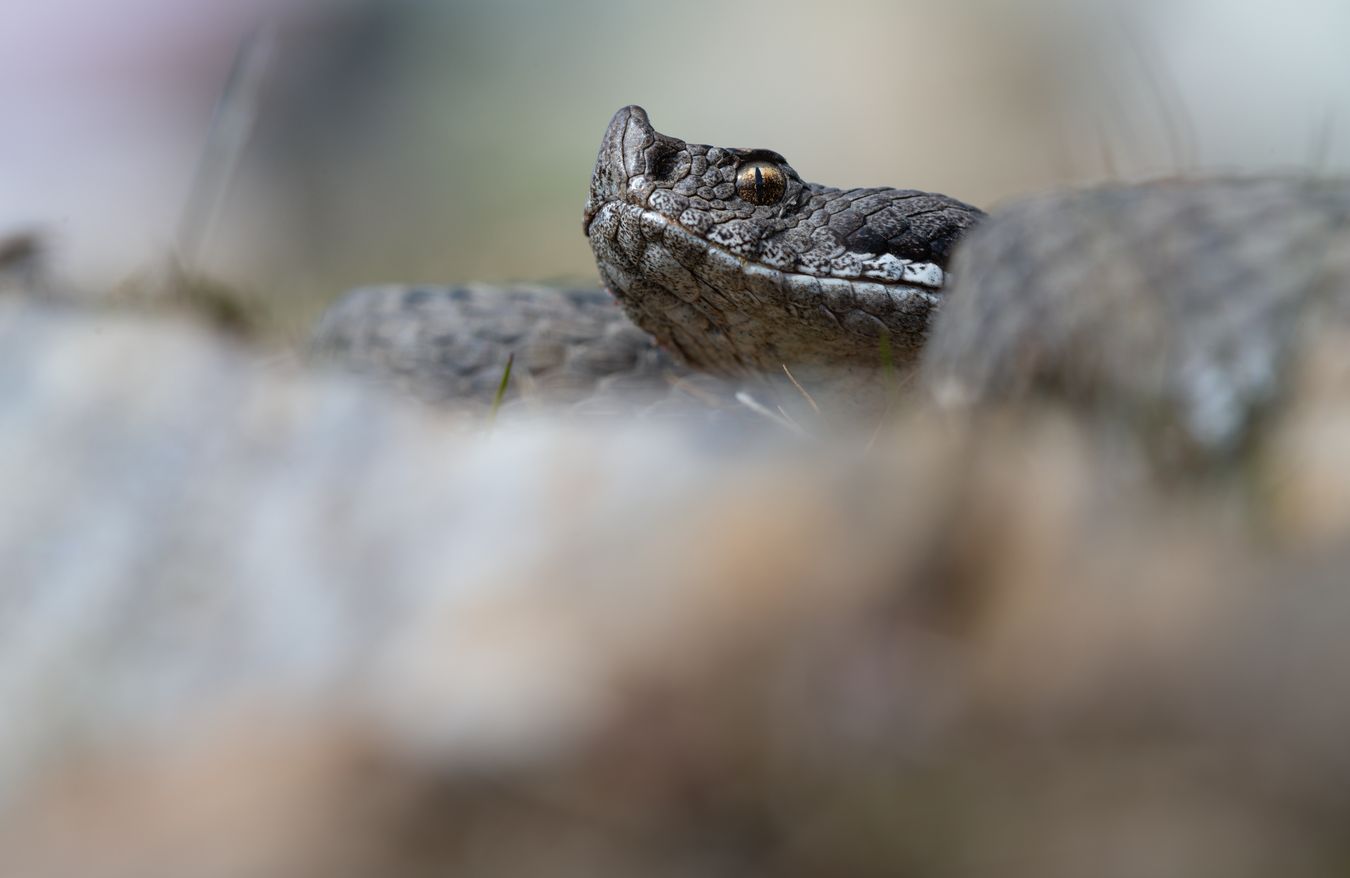 Víbora hocicuda/ Vipera latastei (Sierra norte de Madrid)