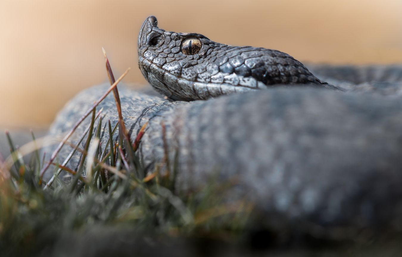 Víbora hocicuda/ Vipera latastei (Sierra norte de Madrid)