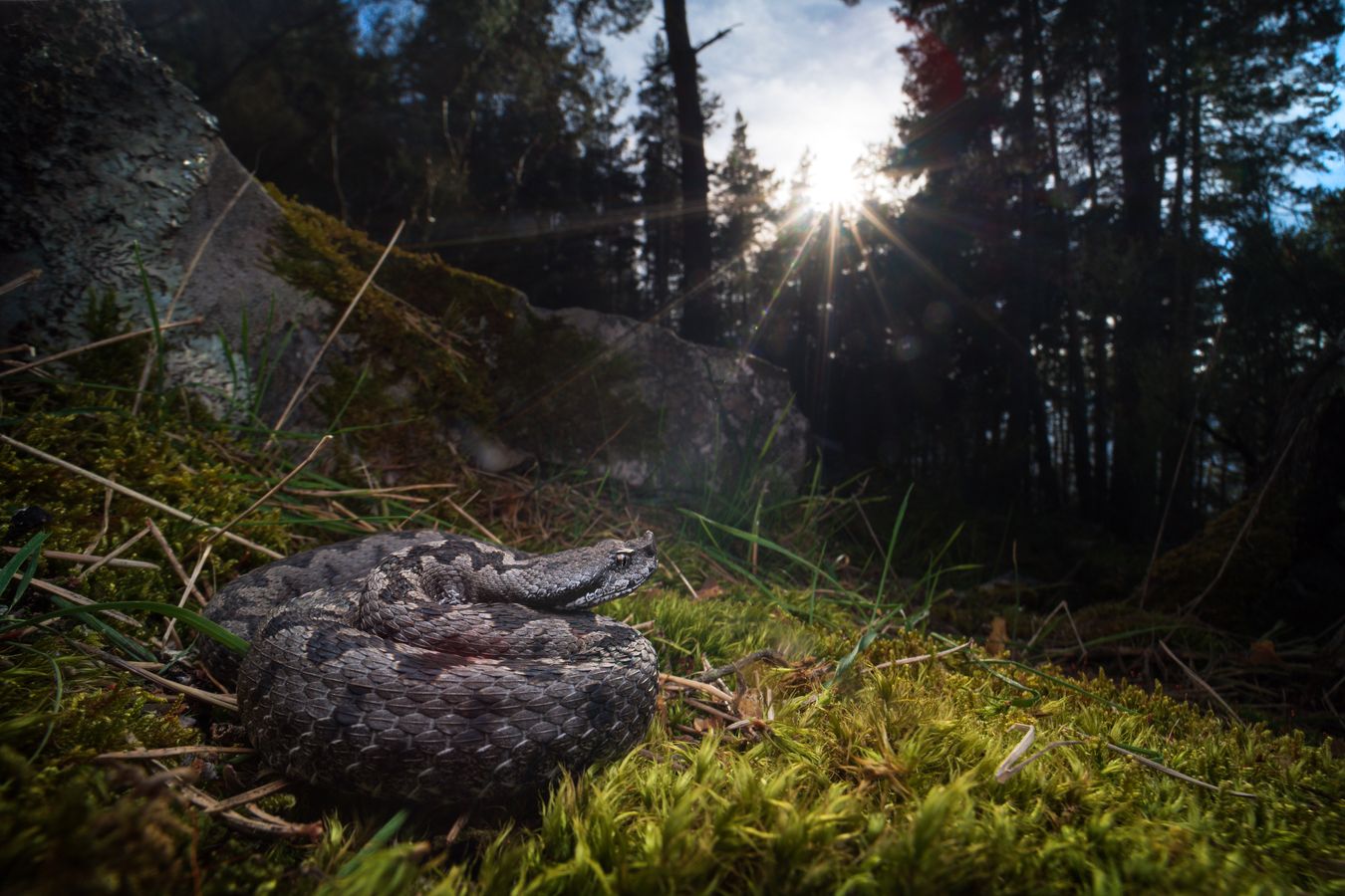 Víbora hocicuda/ Vipera latastei (Sierra norte de Madrid)