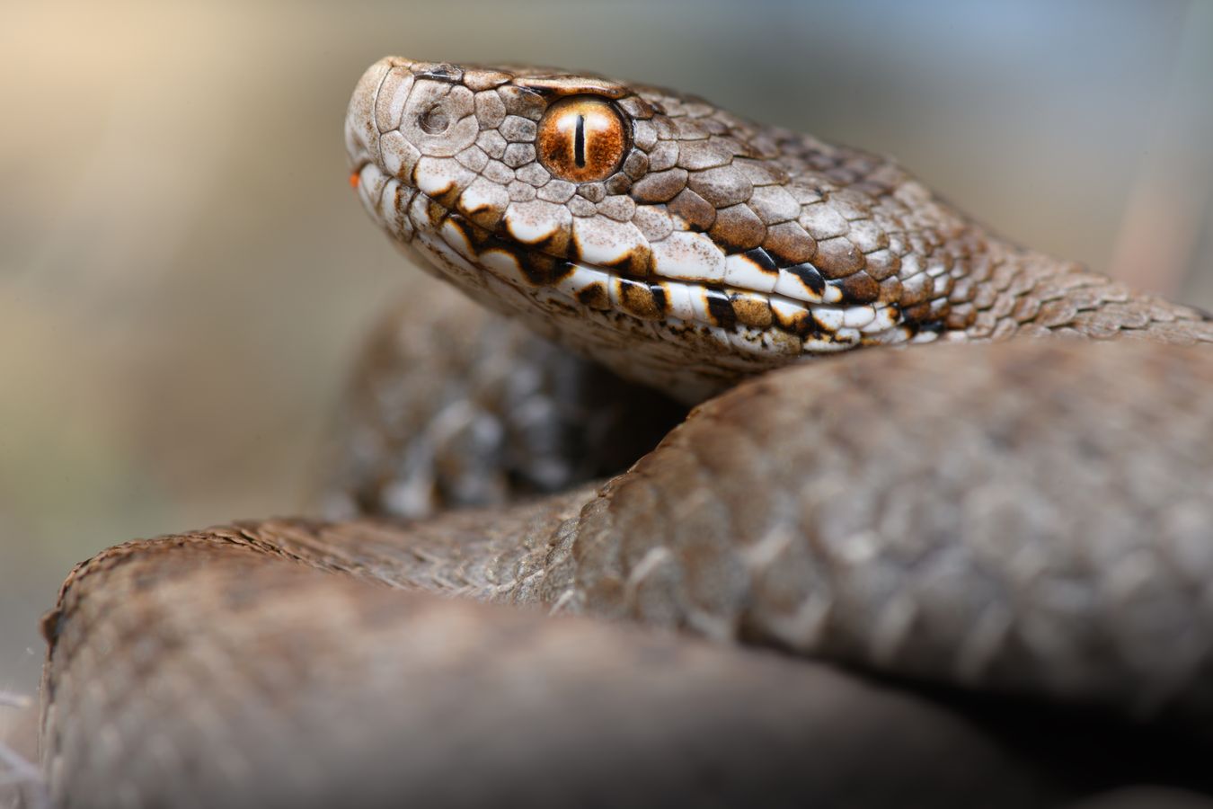 Víbora cantábrica/ Vipera seoanei (Burgos)