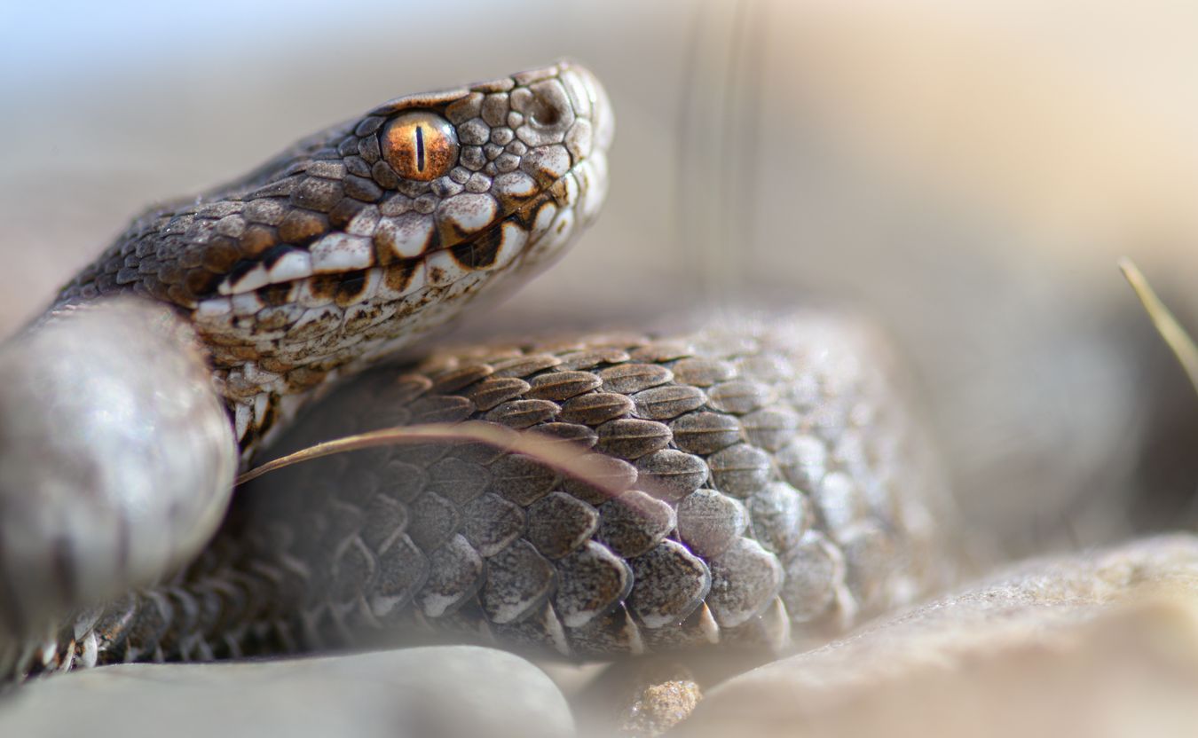 Víbora cantábrica/ Vipera seoanei (Burgos)