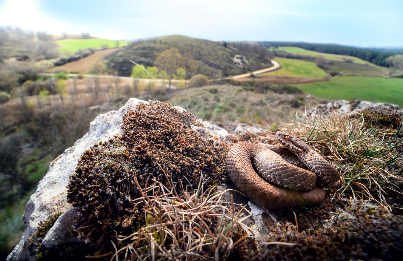 Víbora cantábrica/ Vipera seoanei (Burgos)