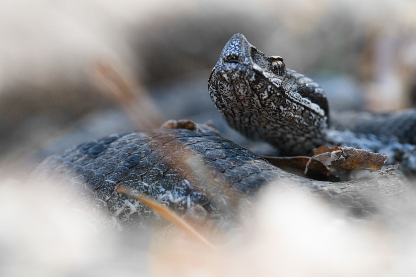 Víbora hocicuda/ Vipera latastei (Sierra norte de Madrid)