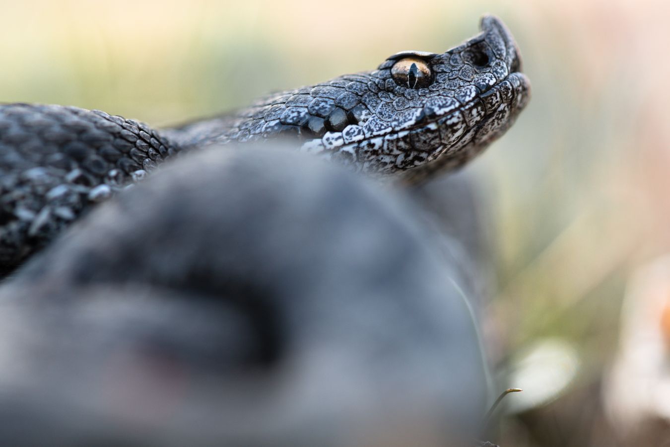 Víbora hocicuda/ Vipera latastei (Sierra norte de Madrid)