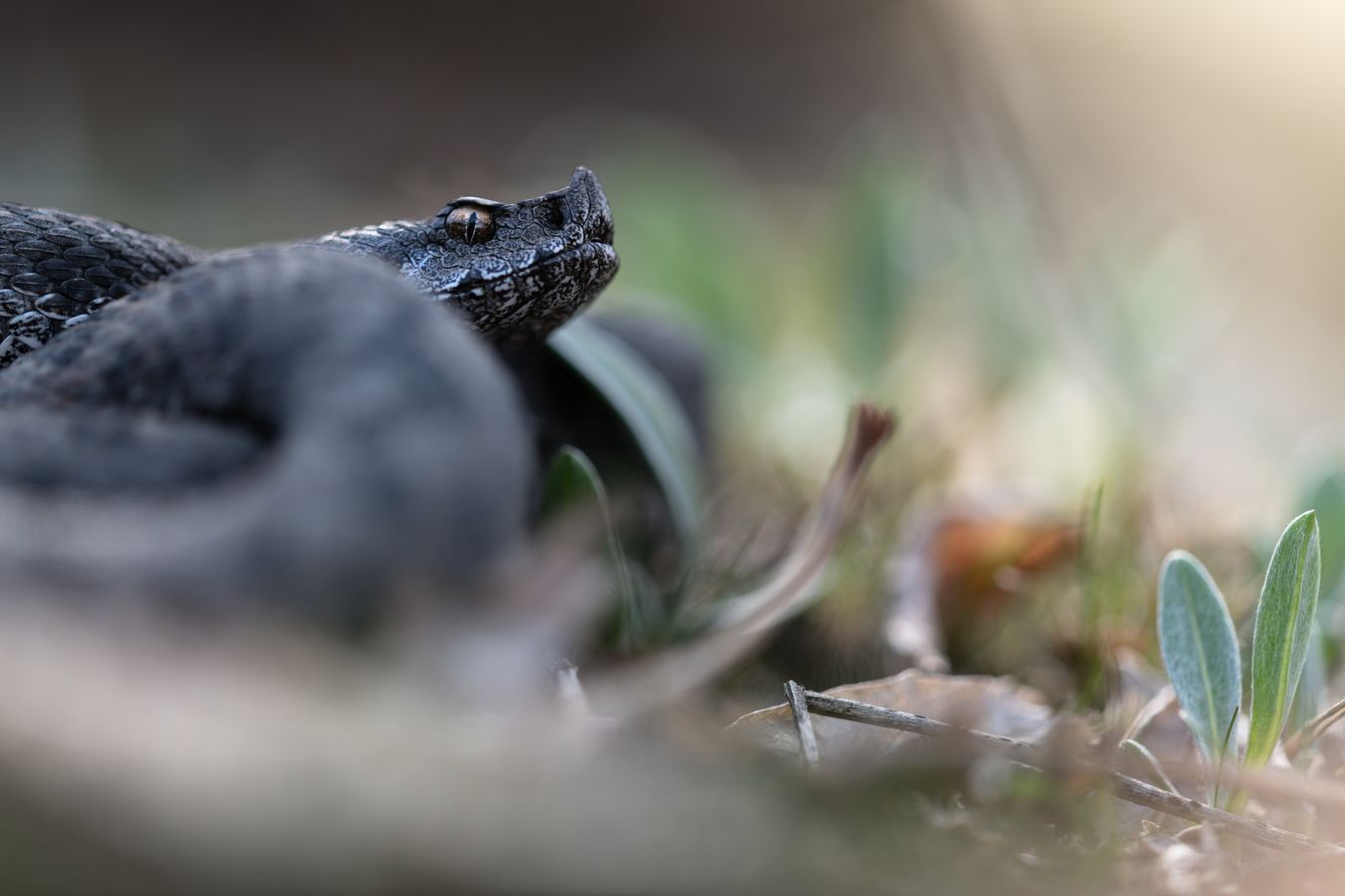 Víbora hocicuda/ Vipera latastei (Sierra norte de Madrid)