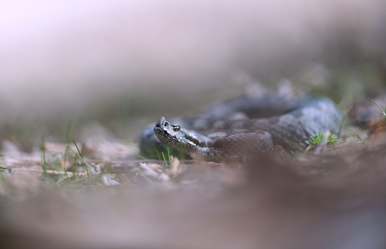 Víbora hocicuda/ Vipera latastei (Sierra norte de Madrid)