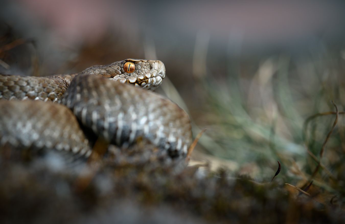 Víbora cantábrica/ Vipera seoanei (Burgos)