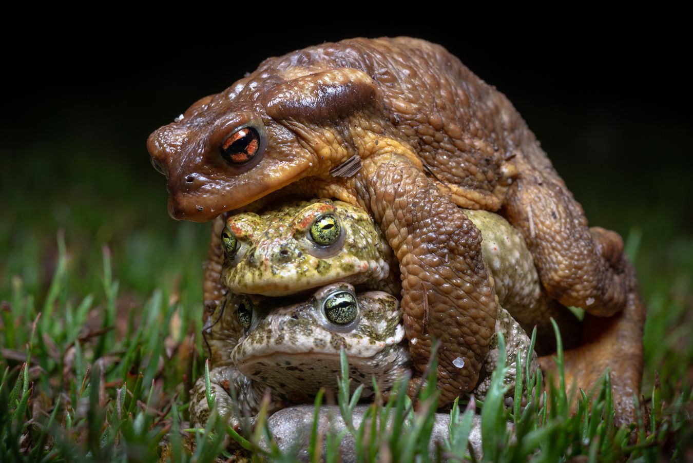 Sapo corredor y sapo común/ Epidalea calamita/ Bufo spinosus (Madrid)