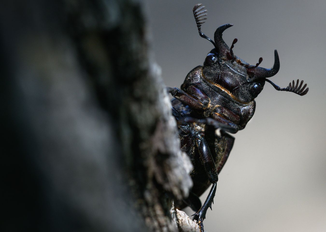 Ciervo volante menoir/ Dorcus parallelipipedus (Ruidera)