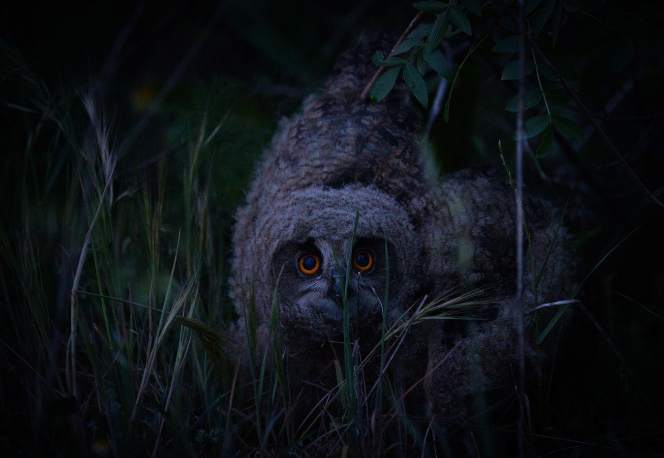 Búho real/ Bubo bubo (Madrid)