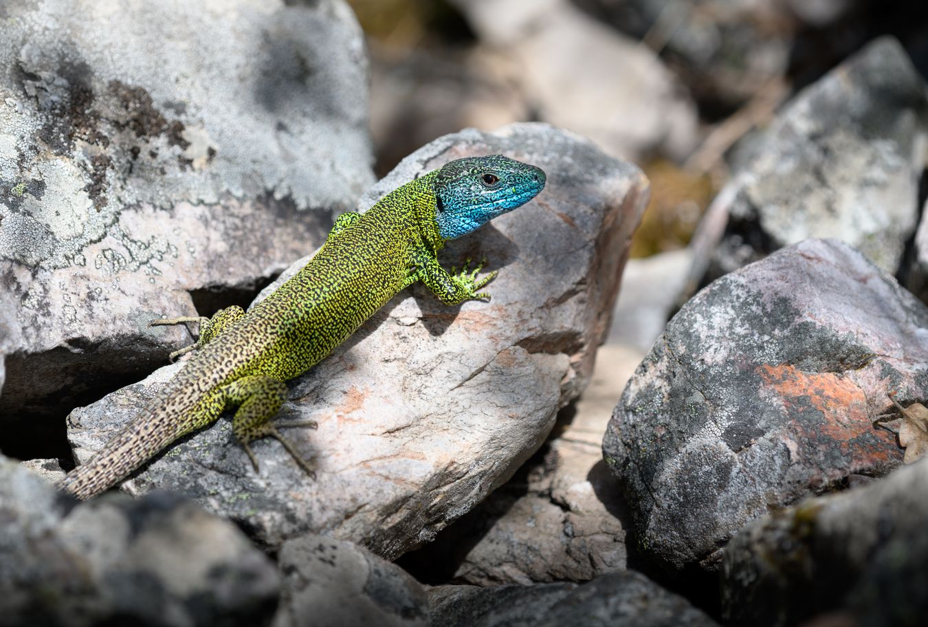 Lagarto verdinegro/ Lacerta schreiberi (Madrid)