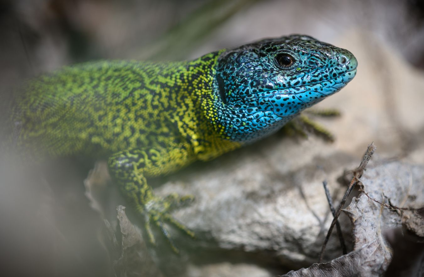 Lagarto verdinegro/ Lacerta schreiberi (Madrid)