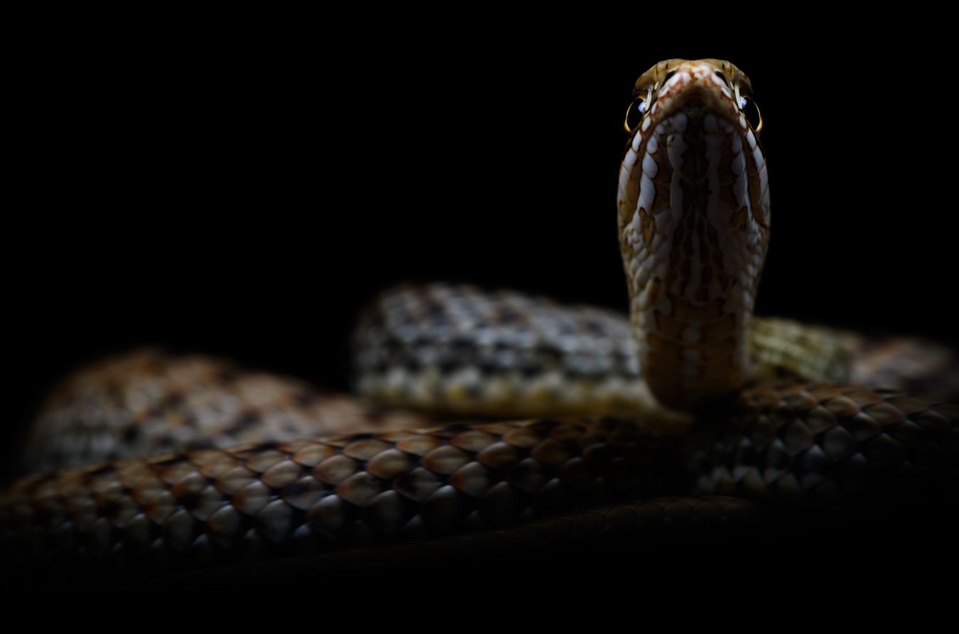 Culebra bastarda/ Malpolon monspessulanus (Madrid)