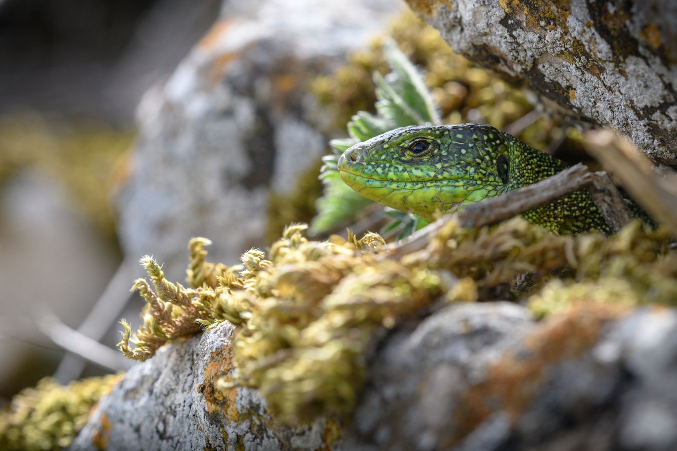 Lagarto verde occidental/ Lacerta bilineata (Burgos)