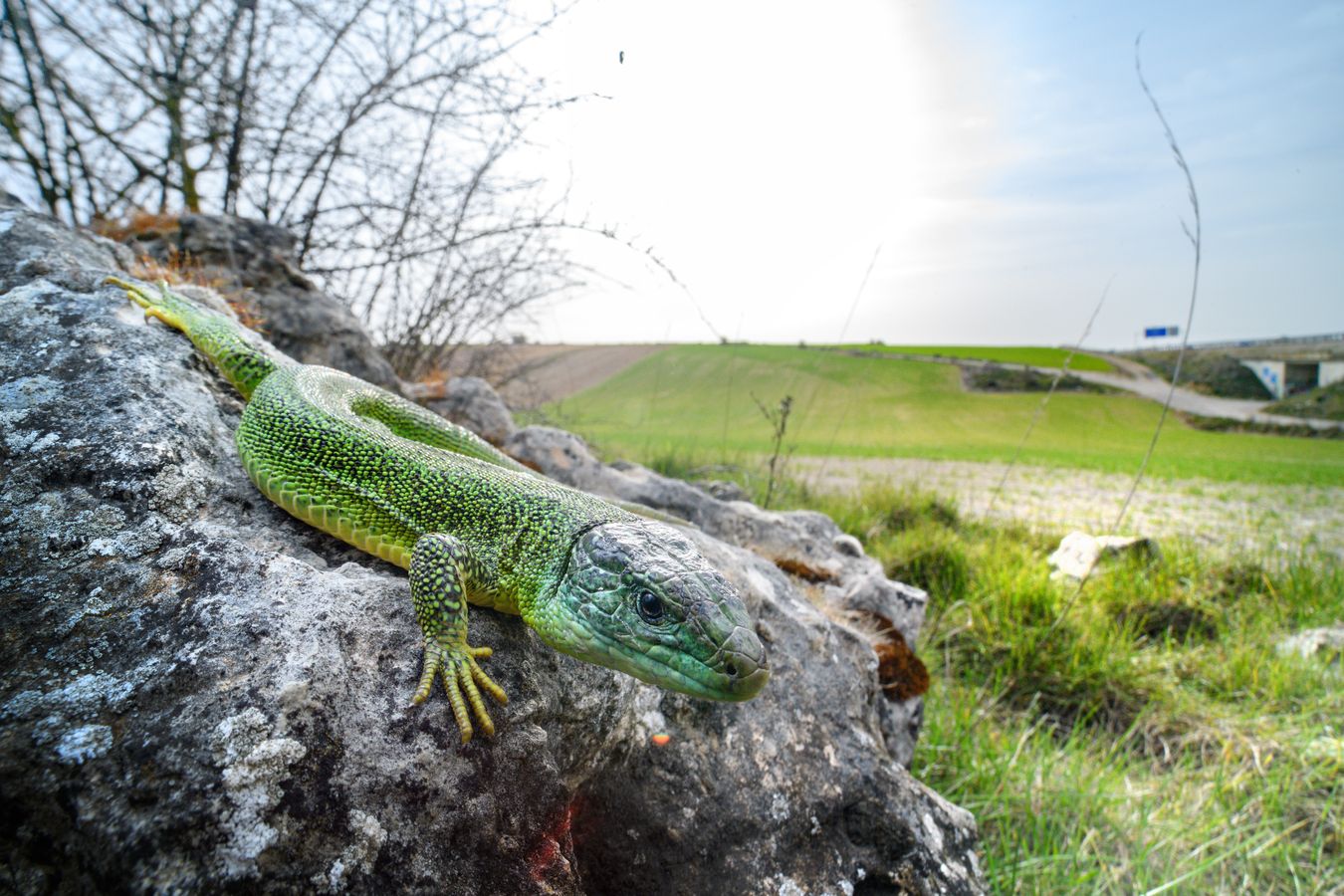 Lagarto verde occidental/ Lacerta bilineata (Burgos)