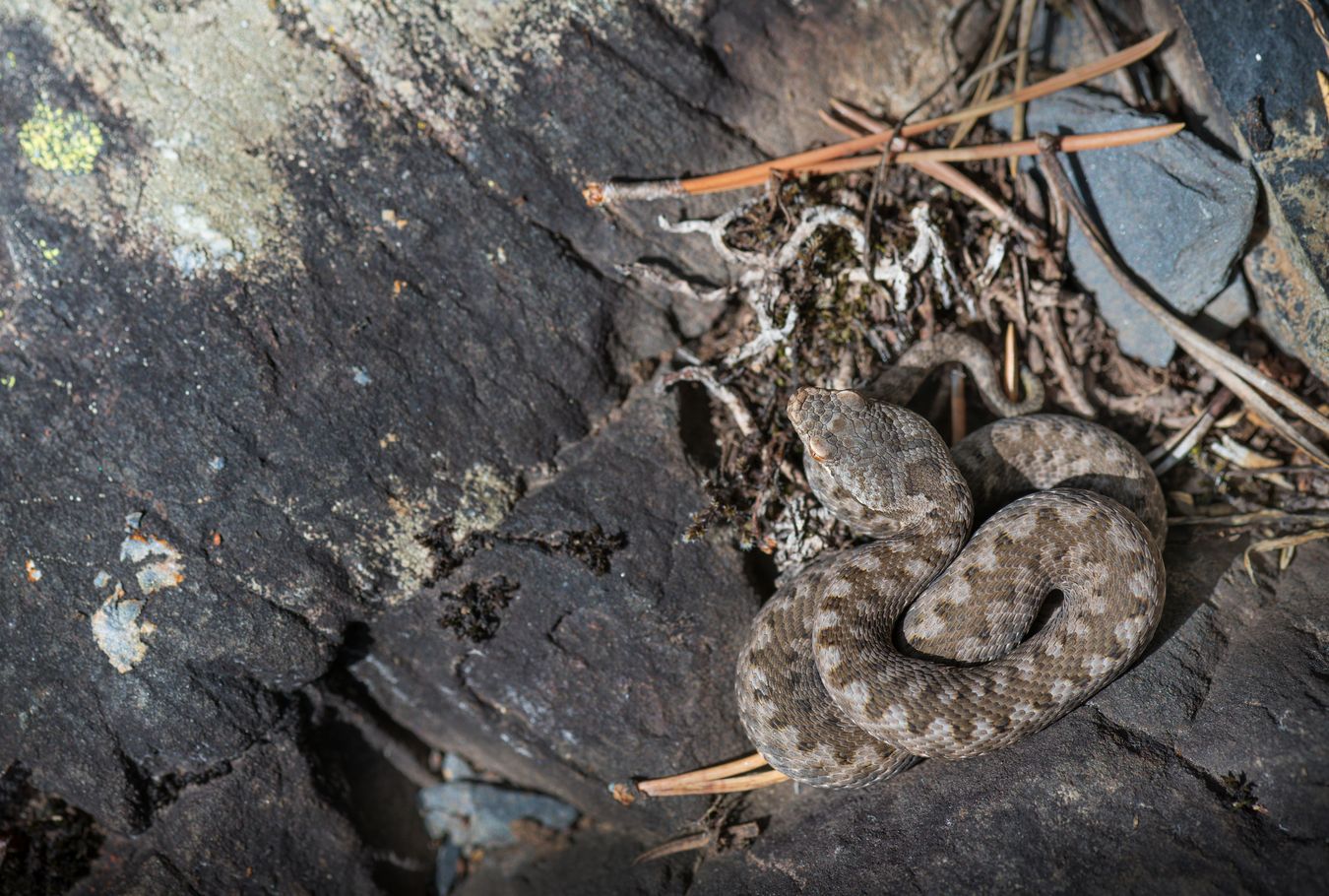 Víbora aspis/ Vipera aspis (Huesca)