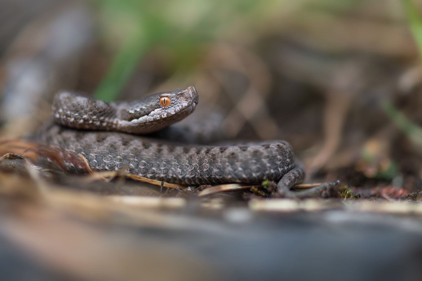 Víbora aspis/ Vipera aspis (Huesca)