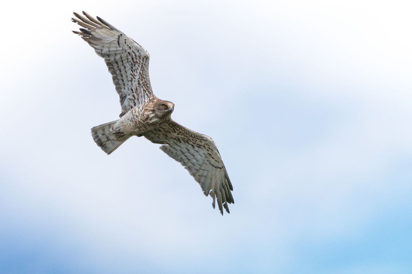 Águila culebrera/ Circaetus gallicus (Madrid)