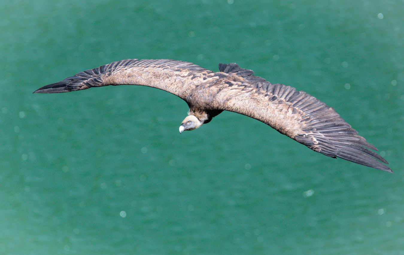 Buitre leonado/ Gyps fulvus (Hoces del Duratón)