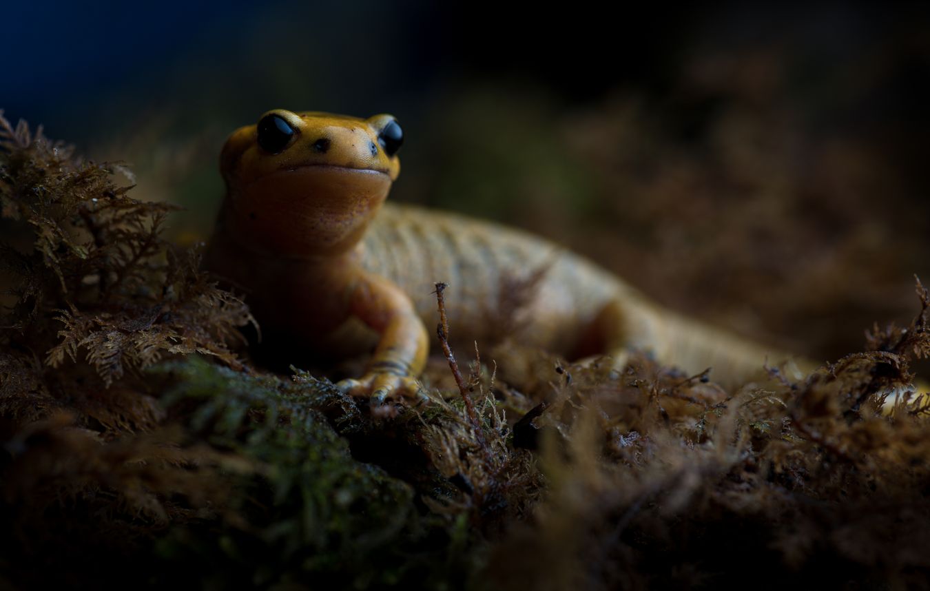 Salamandra de fuego/ Salamandra salamandra alfredschmidti (Asturias)