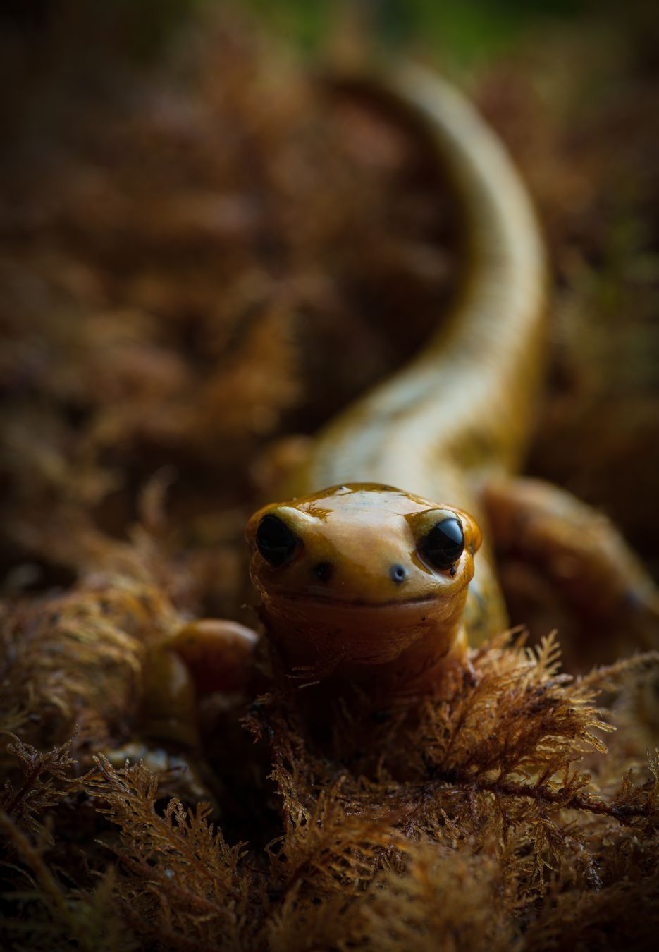 Salamandra de fuego/ Salamandra salamandra alfredschmidti (Asturias)