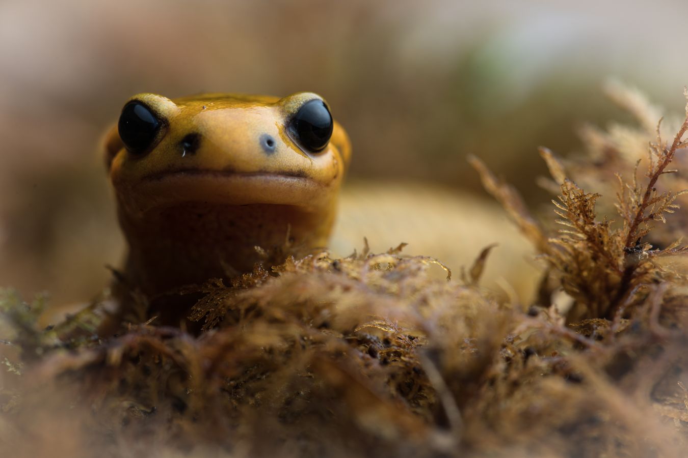 Salamandra de fuego/ Salamandra salamandra alfredschmidti (Asturias)