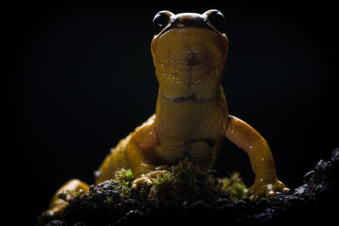 Salamandra de fuego/ Salamandra salamandra bernardezi (Asturias)