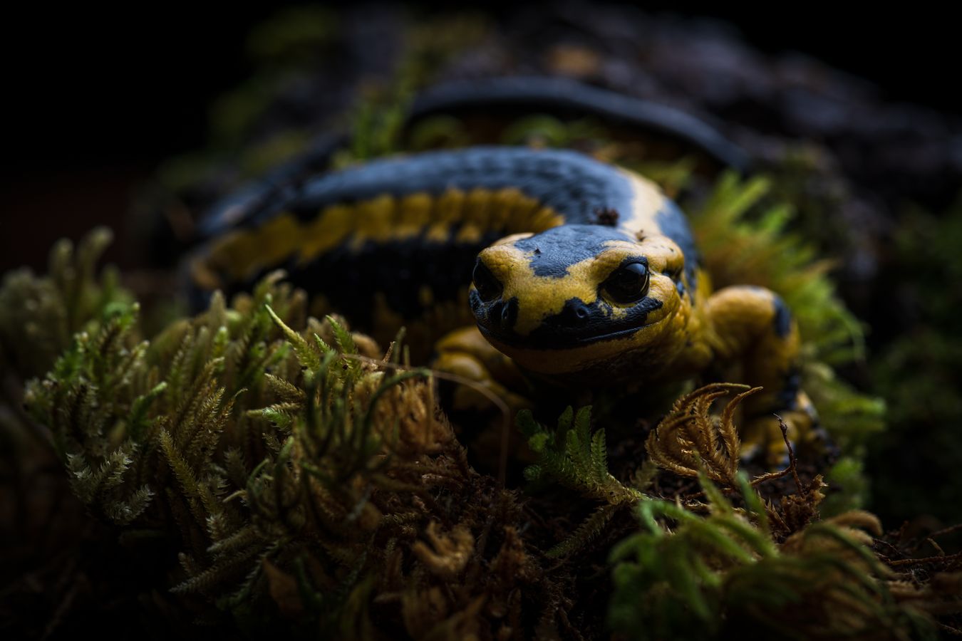 Salamandra de fuego/ Salamandra salamandra bernardezi (Asturias)