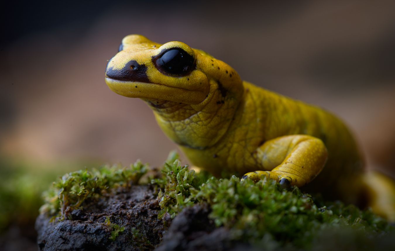 Salamandra de fuego/ Salamandra salamandra bernardezi (Asturias)