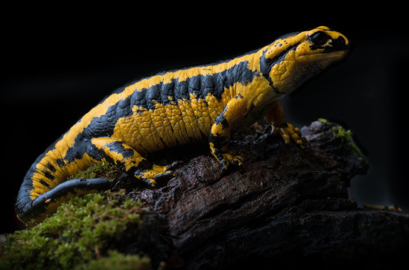 Salamandra de fuego/ Salamandra salamandra bernardezi (Asturias)