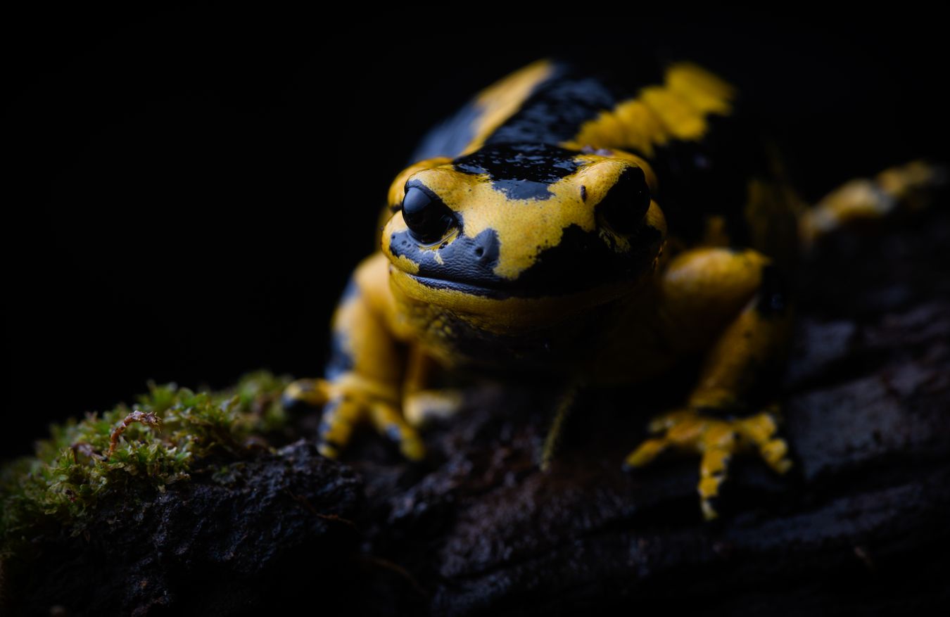 Salamandra de fuego/ Salamandra salamandra bernardezi (Asturias)