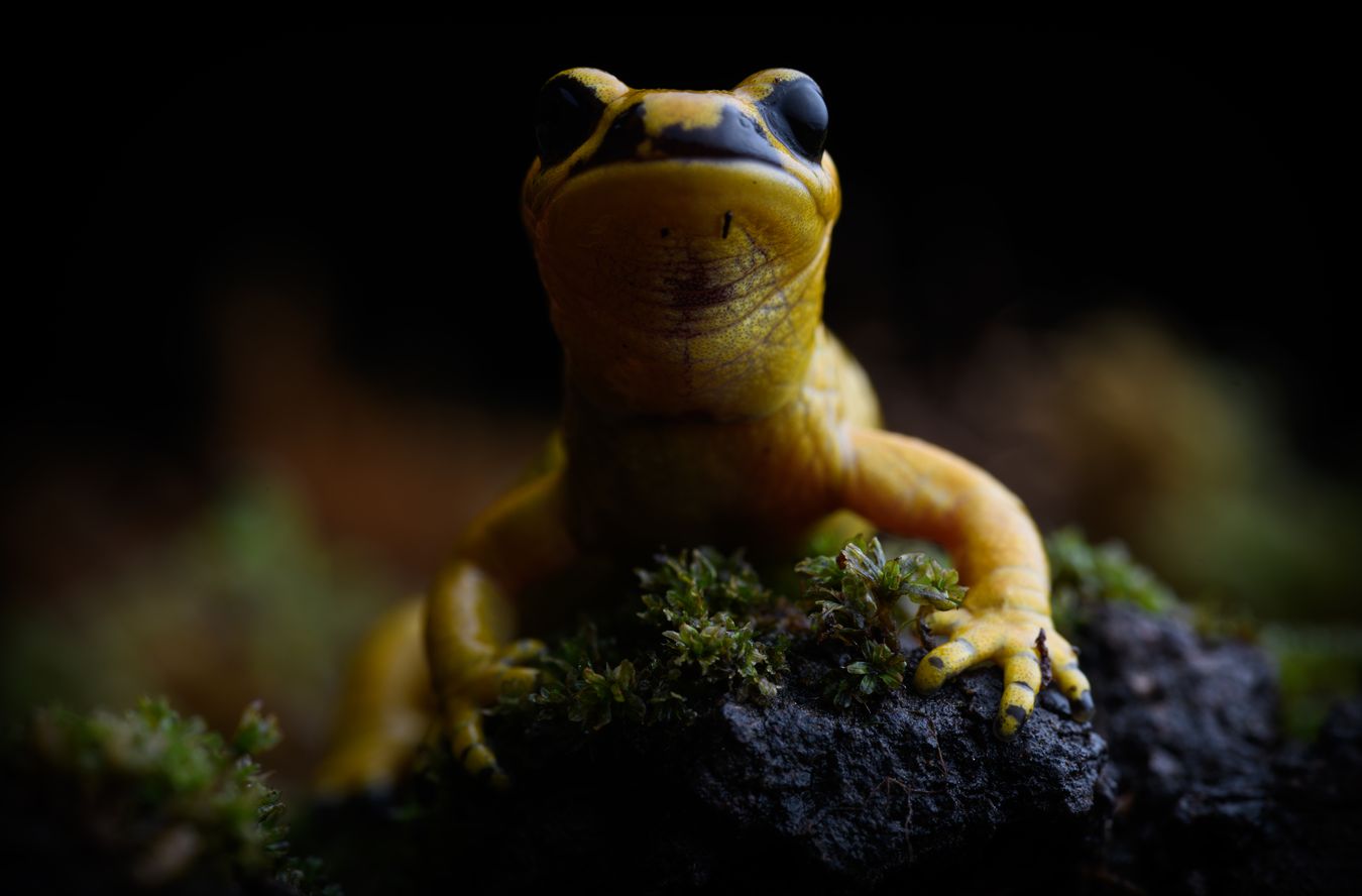 Salamandra de fuego/ Salamandra salamandra bernardezi (Asturias)