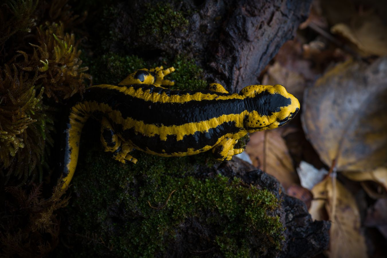 Salamandra de fuego/ Salamandra salamandra bernardezi (Asturias)