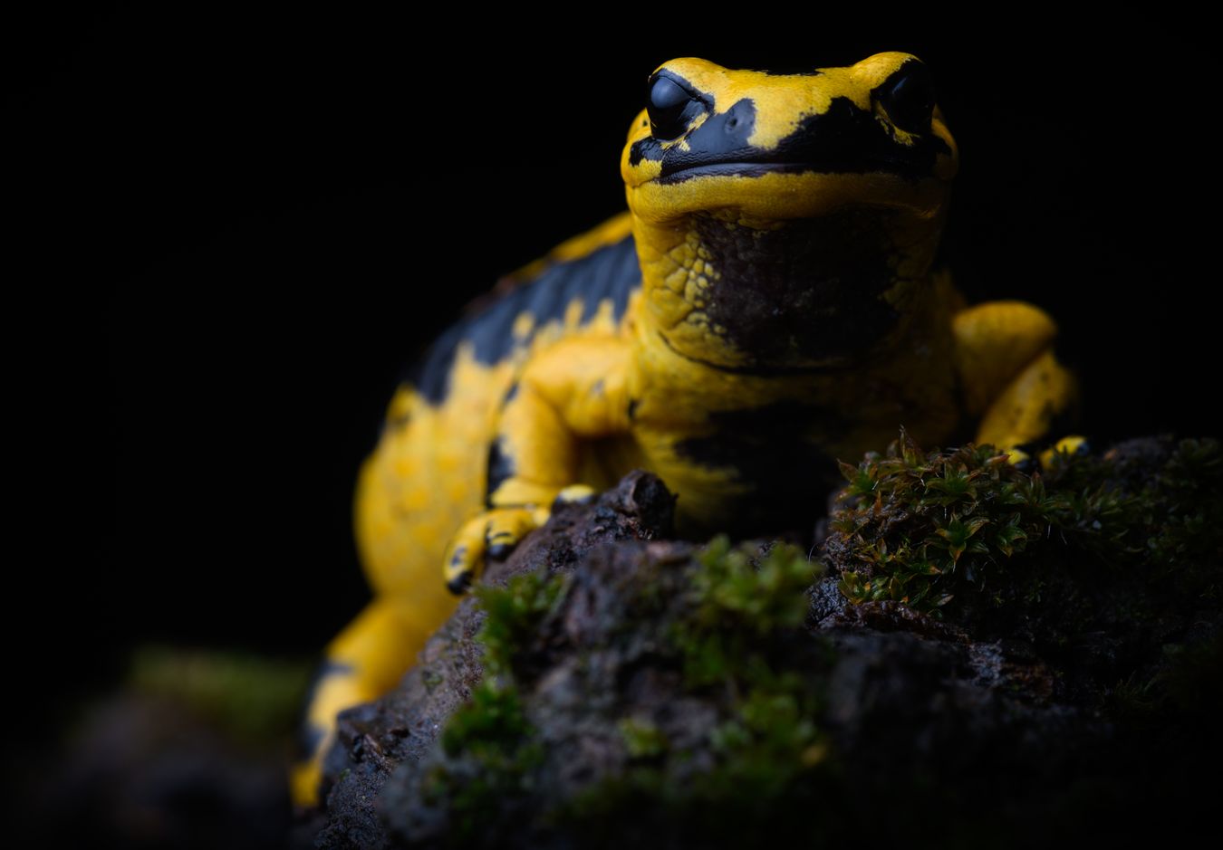 Salamandra de fuego/ Salamandra salamandra bernardezi (Asturias)