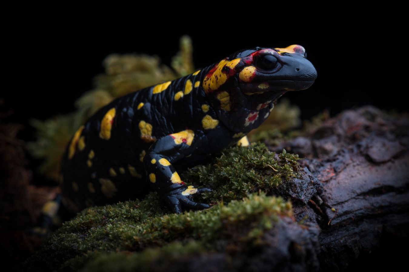 Salamandra de fuego/ Salamandra salamandra morenica (Ciudad Real)