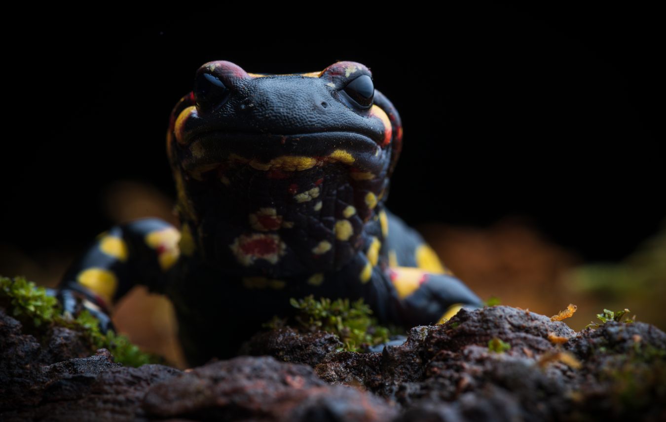 Salamandra de fuego/ Salamandra salamandra morenica (Ciudad Real)