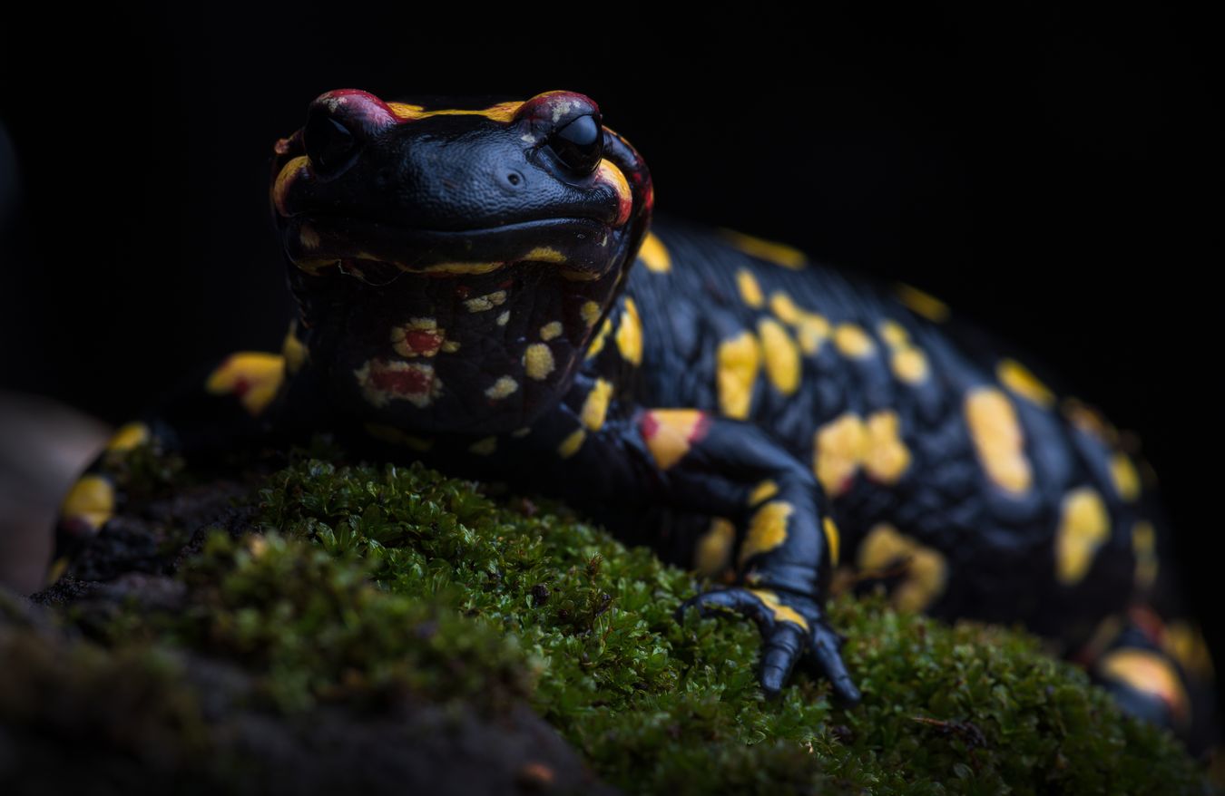 Salamandra de fuego/ Salamandra salamandra morenica (Ciudad Real)