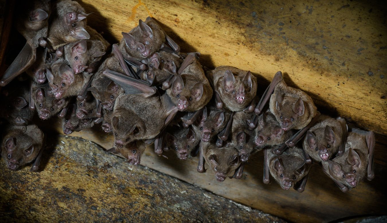 Murciélagos/ Chiroptera (Mindo, Ecuador)