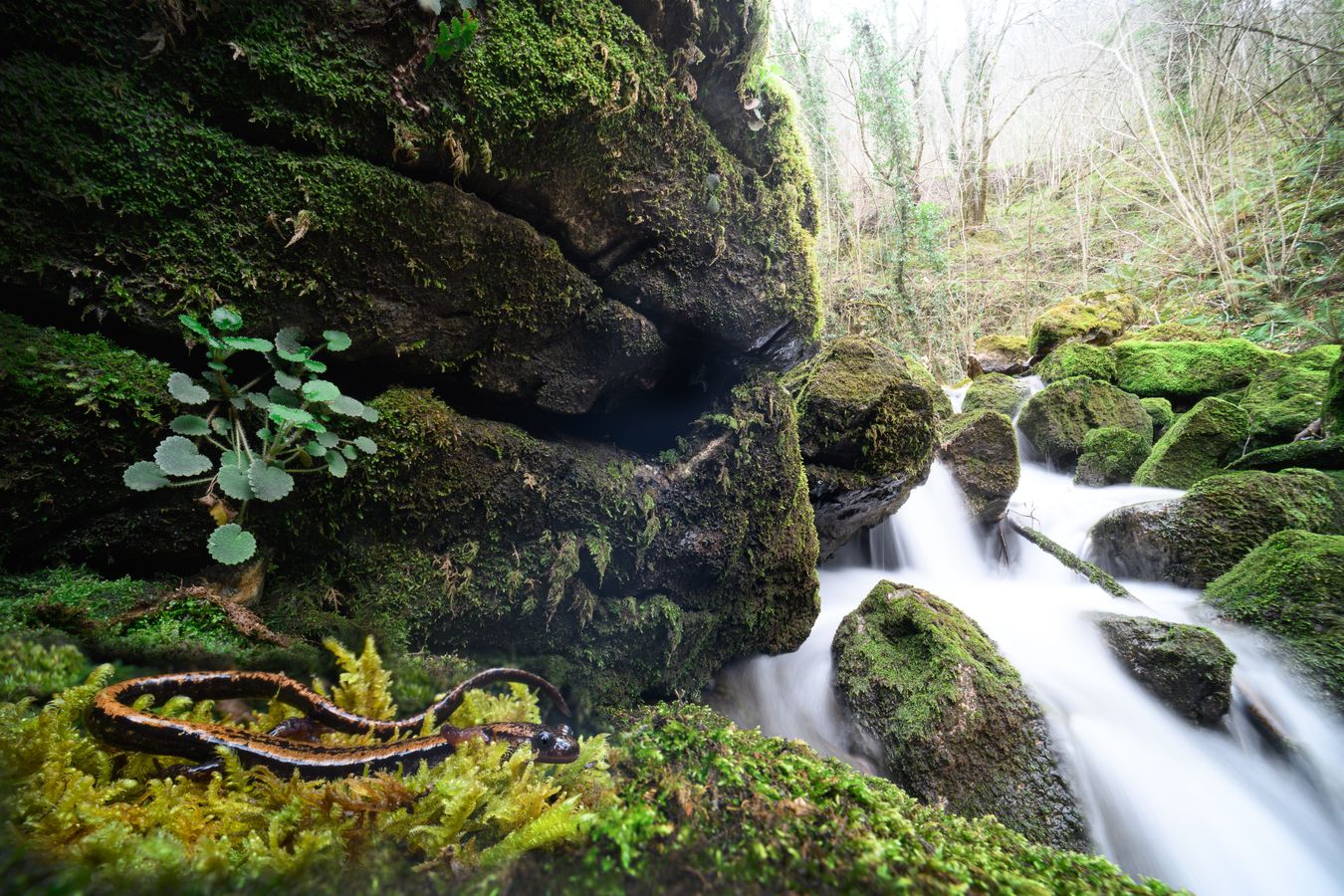 Salamandra rabilarga/ Chioglossa lusitanica (Asturias)