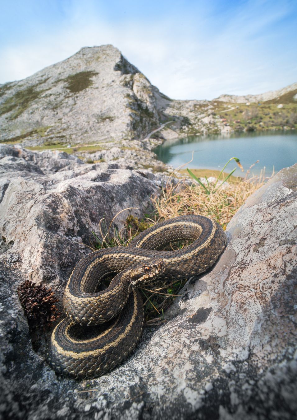 Víbora cantábrica/ Vipera seoanei (Asturias)