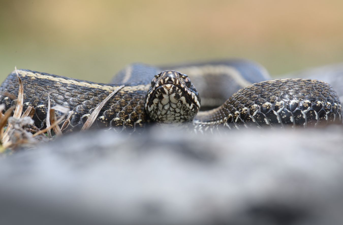 Víbora cantábrica/ Vipera seoanei (Asturias)