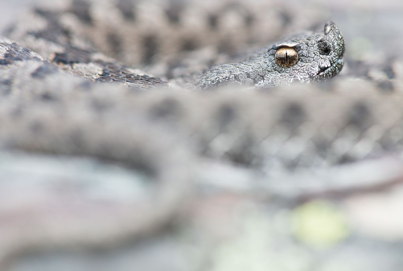 Víbora hocicuda/ Vipera latastei (Sierra norte de Madrid)