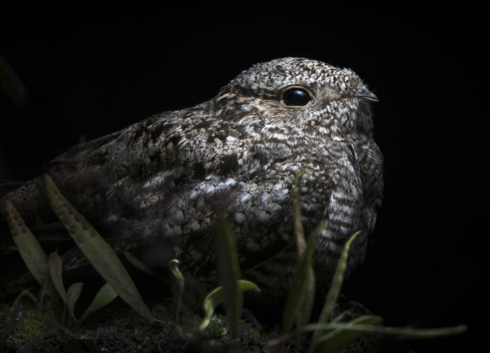 Añapero boreal/ Chordeiles minor (Tababela, Ecuador)