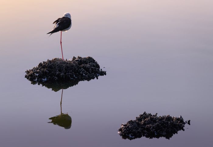 Cigüeñuela común​/ Himantopus himantopus (Málaga)