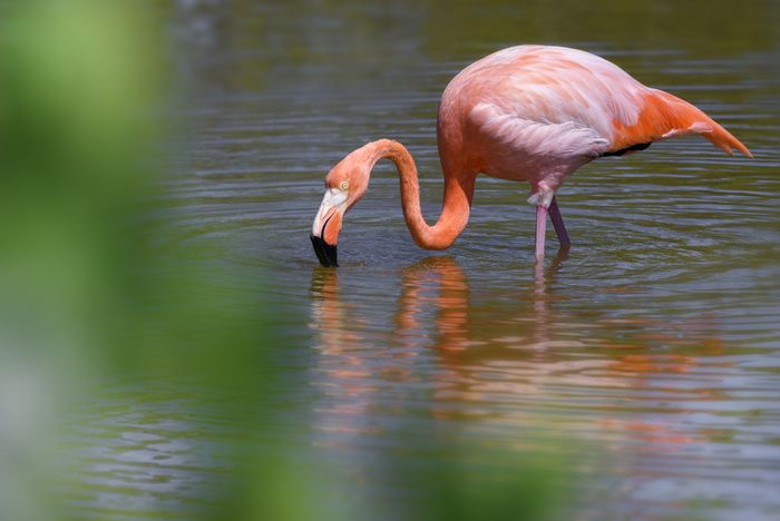 Flamenco de las Galápagos/ Phoenicopterus ruber glyphorhynchus (Islas Galápagos)