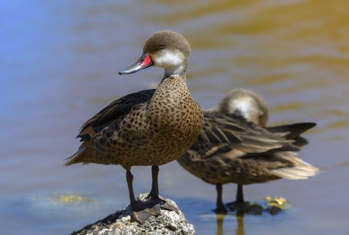 Pato gargantilla/ Anas bahamensis galapagensis (Islas Galápagos)