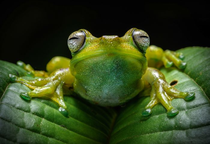 Rana arbórea de palmar en Mindo, Ecuador