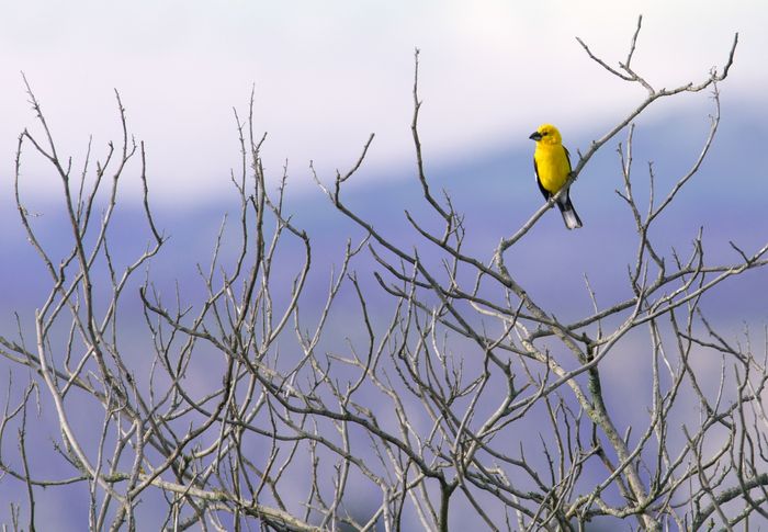 Picogordo amarillo o huiracchuro en Ecuador