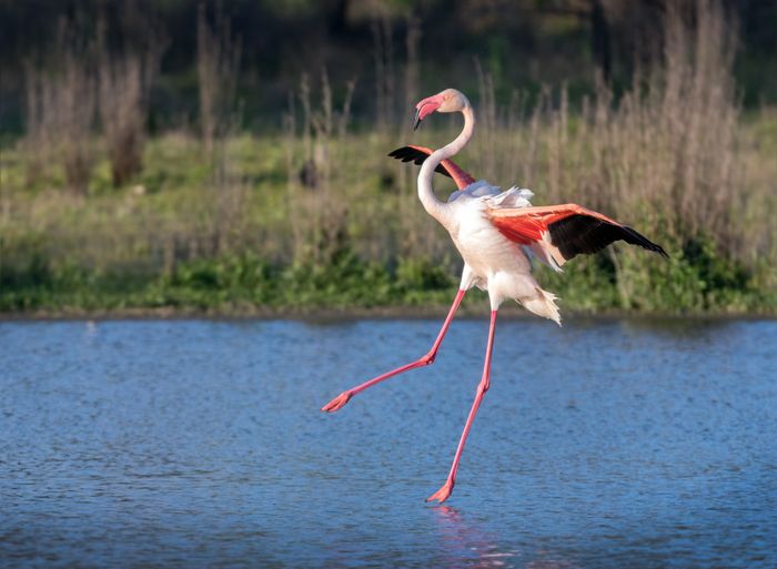 Flamenco rosa/ Phoenicopterus roseus (Málaga)