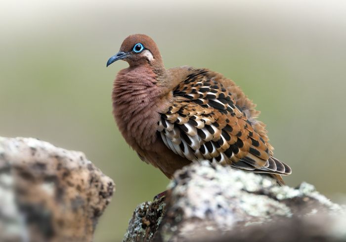 Tórtola de las Galápagos/ Zenaida galapagoensis (Islas Galápagos)